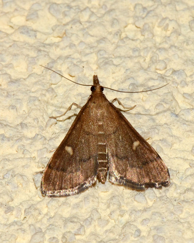 5 Crambidae per conferma